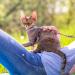 TIESOME Cat Harness and Leash Set Adjustable Gradient Kitten Harness Escape Proof Harness with Leash for Kitty Outdoor Walking (Gradient Purple) - Buy Online on GoSupps.com