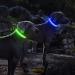 Luminous Adjustable Dog Collar - Waterproof LED Light for Small & Medium Dogs | Blue (38-50cm) - Enhanced Night Visibility - Buy Online on GoSupps.com