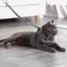Premium Cat Dishes with Leash - Outbreak-Proof Set with Reflective Harness for Kittens - Gray Small - Buy Online on GoSupps.com