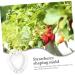 VANZACK Fruit Shaping 4pcs Heart Transparent Fruit Garden Strawberry Forming Jujube Major Melon - Buy Online on GoSupps.com