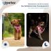 Petex Dog Harness for Small & Medium Dogs - TUV Tested Made in Europe Reflective & Breathable with Air Mesh Technology - Ideal for Puppies - Pink - Buy Online on GoSupps.com