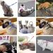 Morices 2 Pack Cat Harness and Leash Adjustable Comfortable Nylon Pet Strap Collar with Leash Escape Proof Safety Rope Leads Chest Strap for Kitten Puppy Rabbits Walking Training (Pink & Purple) Pink+Purple - Buy Online on GoSupps.com