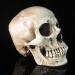 Lifesize 1:1 Human Skull Replica Resin Model - Anatomical Medical Skeleton by MagiDeal - Buy Online on GoSupps.com