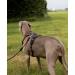 Buy Lionto Brown Dog Harness - Padded Anti-Pull Reflective & Adjustable Size L | International Shipping - Buy Online on GoSupps.com