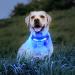 Laroo Safety LED Light Band for Dogs & Cats | Waterproof Easy-Fastening Blue Light for Collars & Dishes | Ideal for Outdoor Sports - Buy Online on GoSupps.com