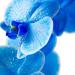 Pour Moi Blue Serum - Climate-Smart Anti-Aging Formula with Hyaluronic Acid Retinol & Vitamin C | Shop Internationally - Buy Online on GoSupps.com