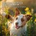 Aniforte Wersmix for Dogs 20g - Natural Herbal Support with Saponins Thyme Wormwood & Sage - Proven Alternative for 10 Years | International Shipping Available - Buy Online on GoSupps.com