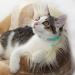 Shop Tagme Cat Neck Band - 2-Pack Reflective Collars with Safety Lock & Bell - Custom Name & Address Shield for Cats & Puppies - Turquoise 18-28 cm - Buy Online on GoSupps.com