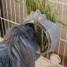 Small Animal Hay Feeder - Chew-Proof ABS Body with Stainless Steel Grid - Ideal for Rabbits, Guinea Pigs, Chinchillas - 20x16x10cm Gray - Buy Online on GoSupps.com