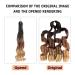 Dt Cheryl 24 Inch French Curls Braiding Hair - 8 Pack Pre-Stretched Curly Hair Extensions (1B/30# 1B/30/27#) | Loose Wave Synthetic Braids 75g - Buy Online on GoSupps.com