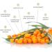 SIBU Omega-7 Softgels 180ct - Pure Organic Himalayan Sea Buckthorn | Max Potency - Buy Online on GoSupps.com
