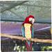 Buy PopetPop Parrot Flight Suit - Adjustable Cotton Diaper Clothing for Birds | Yellow 2-Pack - Buy Online on GoSupps.com