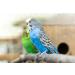 2 x 100g Packs Vitakraft Millet Spray For Birds - Buy Online on GoSupps.com