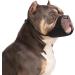 Yoolhamy dog muzzle for Pitbull soft muzzle for Rottweiler American Bully Bulldogge Boxer to prevent biting and barking for medium -sized and large short snouts for fur care