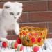 Bepets 12PCS Colorful Rainbow Foam Balls for Cats - Soft Sponge Cat Toy Balls for Indoor Play and Training - Buy Online on GoSupps.com
