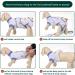 Kuoser Dog Recovery Bodysuit for Male Dogs - Post-Op Leak Protection & Anti-Licking - Breathable Surgical Body - Sailboat Blue Size M (1 Pack) - Buy Online on GoSupps.com