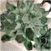 Natural Crystal Rough Crystal 750-850g 1pc Natural Green Phantom Quartz Crystal Cluster Gemstone Geode Adornment Suitable for Home Office Decoration - Buy Online on GoSupps.com