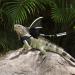 Bearded Dragon Lizard Reptiles Leash Harness 3 Size Pack Wing Adjustable for Bearded Dragon Lizard ReptilesOutdoor Safety Walking silver - Buy Online on GoSupps.com