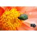 Raynox DCR-150 Snap-On Macro Lens - Enhance Your Photography with Precision - Buy Online on GoSupps.com