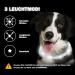 Nepfaivy Luminous Elbe Hund USB Charging Waterproof LED Dog Collar - Adjustable Length 3 Lighting Modes for Safety White Silicone | International Shipping - Buy Online on GoSupps.com