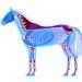 Arthro Fit Liquid for Horses | Hyaluronic Acid MSM & Glucosamine for Arthrosis Relief - Buy Online on GoSupps.com