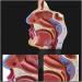 Mouth Nose Throat Pharynx Education Human Body ENT Model Study Model Pathology Nose Throat Model Enlarge The ical Model of Human Organs A+a - Buy Online on GoSupps.com