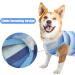 Jodsen Dog Recovery Suit for Dogs and Cats Dog Pajamas Breathable Dog Night Clothes Wound Protection Suits for Puppies Collar After Surgery Prevent Licking Biting (Blue-L) - Buy Online on GoSupps.com