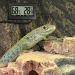 Reptile Thermometer Hygrometer - Black Digital Temperature & Humidity Meter with LCD for Reptile Enclosures - Buy Online on GoSupps.com