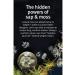 Aveda Sap Moss weightless Hydration Conditioner 200ml 018084001950 - Buy Online on GoSupps.com