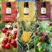 Salking Essential Oils Set - 6x10ml 100% Organic Aromatherapy Fragrance Oils for Diffusers Humidifiers & Massage | Cherry Pineapple Raspberry Sweet Orange Guava Green Apple - Buy Online on GoSupps.com