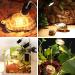 Buy Sunshine Smile Turtle Heat Lamp 25W & 50W - Ideal for Reptiles & Turtles - 2PCs Terrarium Lamp - Buy Online on GoSupps.com