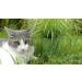 Glaeser Easygreen Cat Grass 1.20 m | Dietary Supplements for Cats | Hairball Relief & Stomach Cleaning for Indoor Cats - Buy Online on GoSupps.com