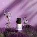 ASAKUKI Lavender Essential Oil - 10ml Natural Therapeutic Grade Oil for Diffuser, Home, Candle & Soap Making, Skin & Hair Care | YAHIME Infinite Series - Buy Online on GoSupps.com