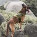 OneTigris Tactical Dog Vest | Service Dog Harness | MOLLE Dog Training Harness 1000D Nylon - XL Ranger Green - Buy Online on GoSupps.com