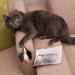 Elanox 10 Set Spielm us Cat Toys - Plastic-Free Bell Included Assorted Mix for All Cat Breeds - Buy Online on GoSupps.com