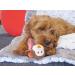 Rosewood Little Nippers Cheeky Chimp Brown - Small Chimp Puppy Toy - Buy Online on GoSupps.com