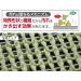 Dishwashing slime up pet of Sanko tableware mesh surprised fresh green BH-24 - Buy Online on GoSupps.com