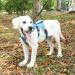 Belpro Multi-Purpose Dog Harness - No Pull Reflective Adjustable Vest for Large Active Dogs (XL Blue) | Durable Handle & Dog Dishes Included - Buy Online on GoSupps.com