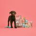 Lily's Kitchen Natural Wet Puppy Food with Duck & Turkey Grain Free Recipe (6 x 400g Can) - Buy Online on GoSupps.com