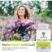 Pure Alpha Lipoic Acid 600mg 120 Veggie Capsules | Non-GMO RLA R-LA S-Lipoic ALA Thioctic Acid | 4 Month Supply (120 Count) - Simply Nature - Buy Online on GoSupps.com