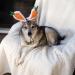 Midlee Carrot Bunny Ears Easter Dog Headband Costume (Small) - Buy Online on GoSupps.com