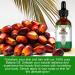 100% Pure Batana Oil for Hair Growth | Moisturizes Hair & Scalp | Raw Honduran Batana Oil | Premium Therapeutic Grade | 2 Fl. Oz - Shop Now - Buy Online on GoSupps.com