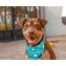 Realeaf Happy Easter Dog Bandanas 2 Pack - Premium Reversible Pet Scarf for Boy & Girl - Durable Fabric Holiday Bandana for Dogs (Large) - Buy Online on GoSupps.com