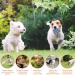 20pcs Interactive Dog Chew Toys - Safe Non-Toxic Balls for All Sizes - Train Teeth & Engage Pets - Buy Online on GoSupps.com