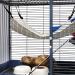 Reversible Cat Hanging Hammock - Soft Breathable Pet Bed for Cats, Dogs, Rabbits - Adjustable Straps and Hooks - Plaid Medium - 2 Pieces - Buy Online on GoSupps.com