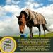 Rice Germ Oil Flaxseed Oil Amino Acids 2*1L 30ml for Horses Plus Vitamin E + Amino More Complex Muscle Building Selenium Free Lysine Replenishing Food Supplement - Buy Online on GoSupps.com