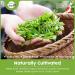 Organic Japanese Culinary Matcha Powder - 1st Harvest Grade, USDA Certified, 12 Oz - Boost Metabolism, Immunity, Lower Cholesterol & Blood Sugar - Buy Online on GoSupps.com