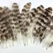 30 Pcs Natural Pheasant Feathers 15-22cm Assorted Wild Turkey Feather Guinea Fowl Quill DIY Craft Wedding Home Party Decor - Brown & White (2 Styles) - Buy Online on GoSupps.com