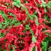 CHECHNYA Crinkle Cut Paper Shred Filler 1LB Shredded Paper for Gift Baskets Recyclable Craft Shred Paper Filler Red & Green Christmas Mix