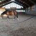Buy Bio-Line Lunge Softlone - 16mm Wide Biothane Horse Lunging Line with Hand Loop - 5m Dark Brown for Equestrian Sport - Buy Online on GoSupps.com